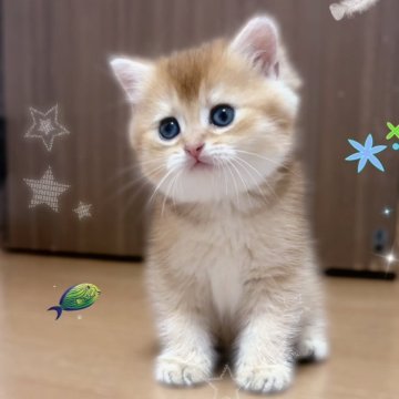 ブリティッシュショートヘア【香川県・男の子・2025年4月6日・ゴールデン】の写真「✨🍀おっとりした性格の可愛い男の子🍀✨」