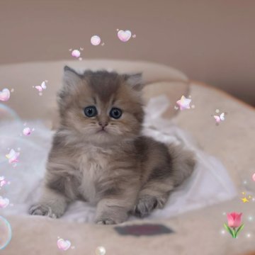 ブリティッシュショートヘア【香川県・女の子・2025年9月14日・ブラックゴールデンタビー】の写真「🍀✨「小さな体に、無限の癒し。」✨🍀」