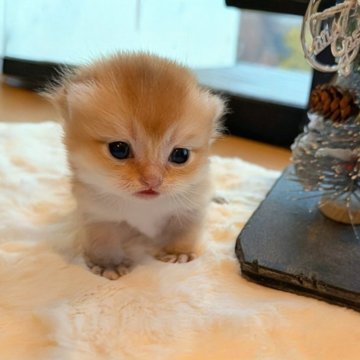 ブリティッシュショートヘア【香川県・男の子・2025年11月25日・ゴールデン】の写真「🍀ほんわか&まったり🍀」