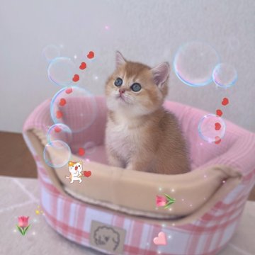 ブリティッシュショートヘア【香川県・女の子・2025年9月14日・ゴールデンそ】の写真「⭐️あなたの心をもふっと占領⭐️」