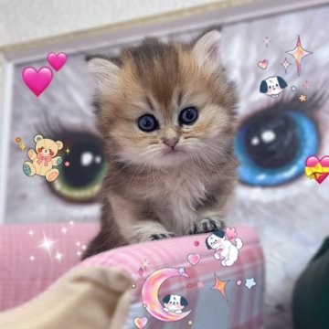 ブリティッシュショートヘア【香川県・女の子・2025年9月14日・ブラックゴールデン】の写真「🍀🍀「あなたのハート、にゃんと奪っちゃう！」🍀🍀」