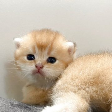 ブリティッシュショートヘア【香川県・女の子・2025年9月14日・ゴールデン】の写真「🍀優しい顔立ちの人懐っこくなりそうです🍀」
