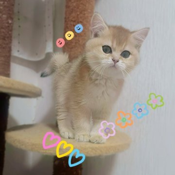 ブリティッシュショートヘア【香川県・女の子・2025年9月14日・ゴールデン】の写真「🍀あなたの心をもふっと占領」