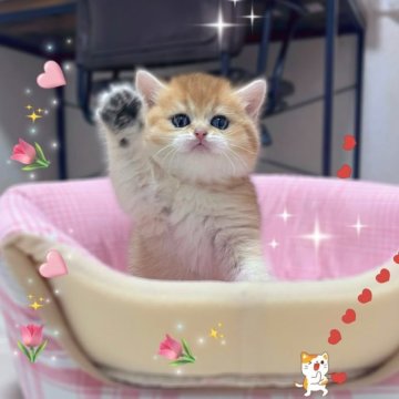 ブリティッシュショートヘア【香川県・女の子・2025年9月14日・ゴールデン】の写真「🍀🍀人懐っこい両親から誕生しました！🍀🍀」