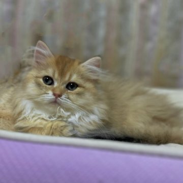 ブリティッシュショートヘア【香川県・男の子・2024年9月13日・ゴールデン(金色)（セミロング）】の写真「🍀見てるだけで「ほんわか」できますよ🍀」
