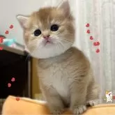 ブリティッシュショートヘア