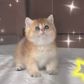 ブリティッシュショートヘア