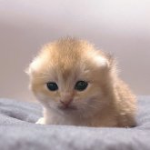 ブリティッシュショートヘア