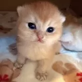 ブリティッシュショートヘア