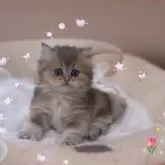 ブリティッシュショートヘア