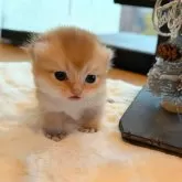 ブリティッシュショートヘア