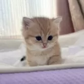 ブリティッシュショートヘア