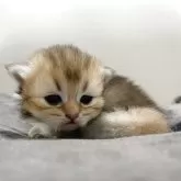 ブリティッシュショートヘア