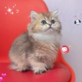 ブリティッシュショートヘア