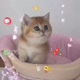 ブリティッシュショートヘア