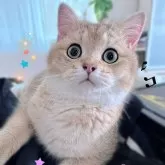 ブリティッシュショートヘア