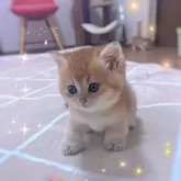 ブリティッシュショートヘア【香川県・女の子・2025年9月14日・ゴールデン】の写真10