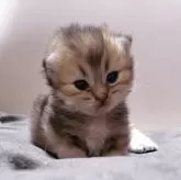 ブリティッシュショートヘア【香川県・女の子・2025年9月14日・ブラックゴールデンタビー】の写真12