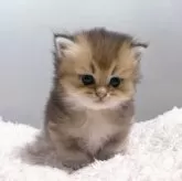 ブリティッシュショートヘア【香川県・女の子・2025年9月14日・ブラックゴールデン】の写真9