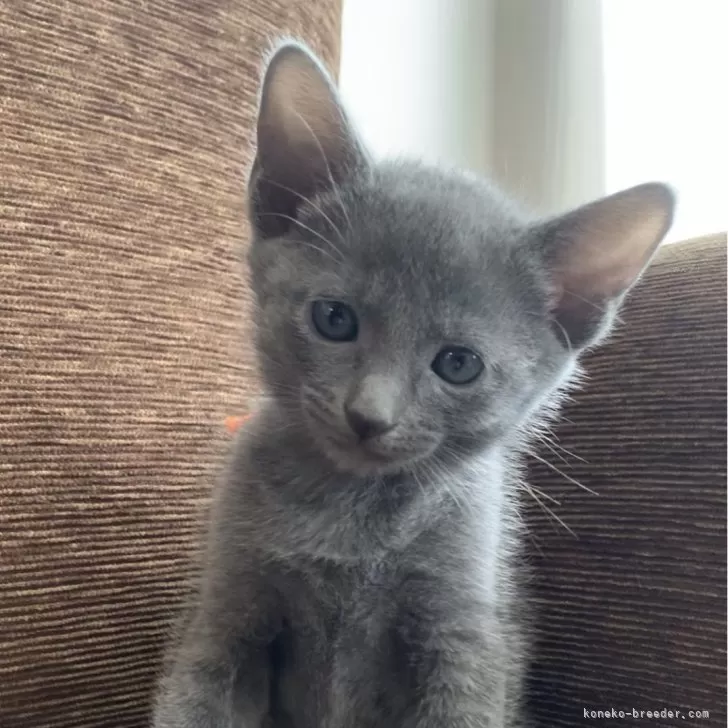 ID：2404-03290の子猫