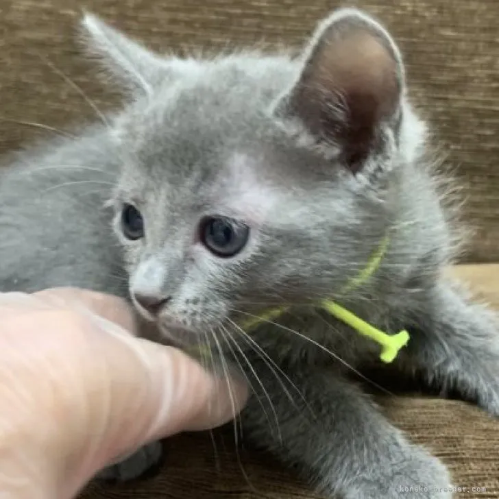 ID：2309-01814の子猫