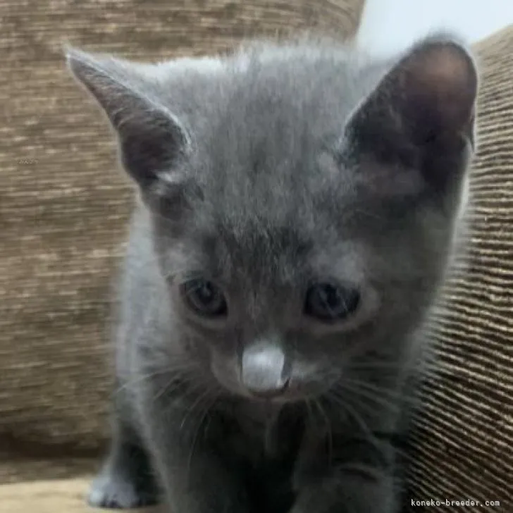 J.K 様のお迎えした子猫