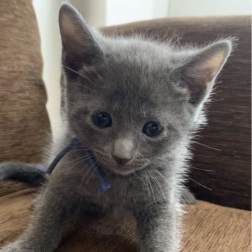 ロシアンブルー【奈良県・男の子・2024年3月23日・ブルー（ショート）】の写真「優しいイケメンくん🐱」