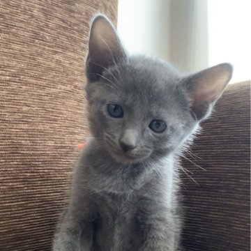 ロシアンブルー【奈良県・女の子・2024年3月23日・ブルー（ショート）】の写真「超美人さん🐱」