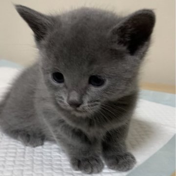 ロシアンブルー【奈良県・女の子・2024年1月6日・ブルー（ショート）】の写真「とってもcuteな女の子🐱」