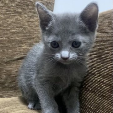 ロシアンブルー【奈良県・女の子・2023年3月26日・ブルー（ショート）】の写真「元気いっぱい✨可愛いらしい女の子🐱」