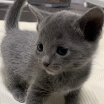 ロシアンブルー【奈良県・男の子・2024年1月6日・ショート（ブルー）】の写真「とにかく可愛いくて男前になること間違いなし🐱」