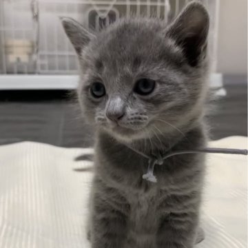 ロシアンブルー【奈良県・男の子・2024年1月23日・ブルー（ショート）】の写真「超美男子🐱✨」