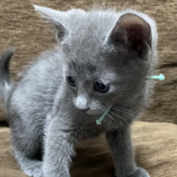 ロシアンブルー【奈良県・男の子・2023年4月12日・ブルー（ショート）】の写真「超美男子です🐱」