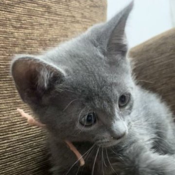 ロシアンブルー【奈良県・男の子・2023年8月16日・ブルー（ショート）】の写真「とってもcuteな男の子」