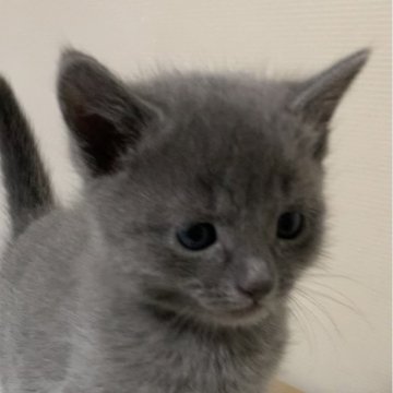 ロシアンブルー【奈良県・男の子・2024年1月6日・ブルー（ショート）】の写真「まるまる可愛い男の子。」