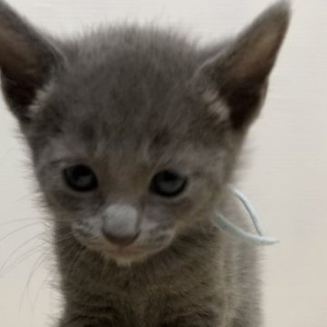 ロシアンブルー【奈良県・男の子・2023年8月22日・ブルー（ショート）】の写真「大人しくて優しい男の子🐱」