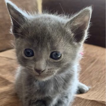 ロシアンブルー【奈良県・女の子・2024年2月21日・ブルー（ショート）】の写真「超美人さんです🐱」