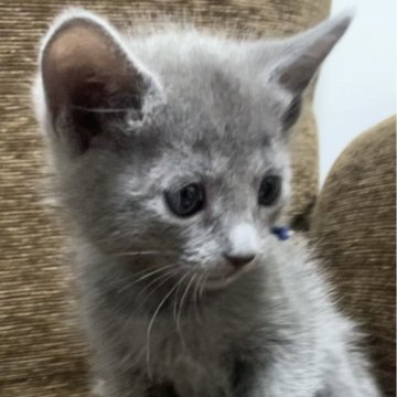 ロシアンブルー【奈良県・女の子・2023年11月10日・ブルー（ショート）】の写真「たれ目がチャームポイント🐱」