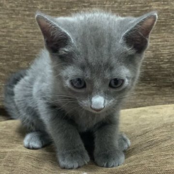 ロシアンブルー【奈良県・男の子・2023年8月22日・ブルー（ショート）】の写真「超美男子😸」