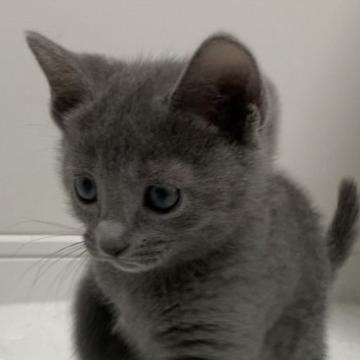 ロシアンブルー【奈良県・女の子・2022年7月18日・ブルー（ショート）】の写真「まん丸なお目目がチャームポイントです💓」