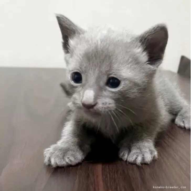 ID：2512-02357の子猫