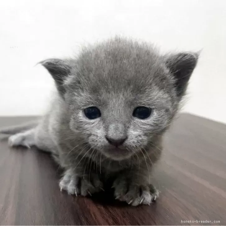 ID：2505-00011の子猫