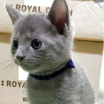 ロシアンブルー【奈良県・男の子・2025年9月16日・ブルー(ショート)】の写真「超ハンサムくん🐱」