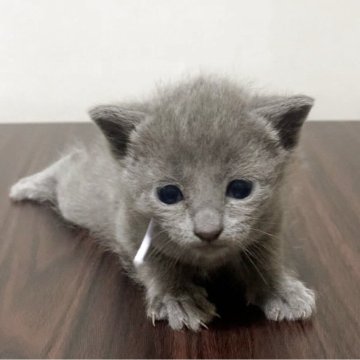 ロシアンブルー【奈良県・女の子・2025年4月11日・ブルー（ショート）】の写真「お目目がクリクリです🐱」