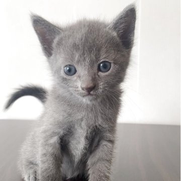 ロシアンブルー【奈良県・男の子・2025年9月16日・ブルー（ショート）】の写真「超ハンサムくん🐱」