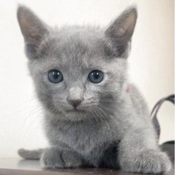 ロシアンブルー【奈良県・女の子・2025年4月9日・ブルー(ショート)】の写真「ぷくぷくでとっても可愛い🐱」