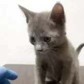 ロシアンブルー【奈良県・男の子・2025年9月16日・ブルー】の写真3