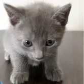 ロシアンブルー【奈良県・男の子・2025年9月16日・ブルー】の写真3