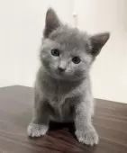 ロシアンブルー【奈良県・女の子・2025年4月9日・ブルー】の写真4