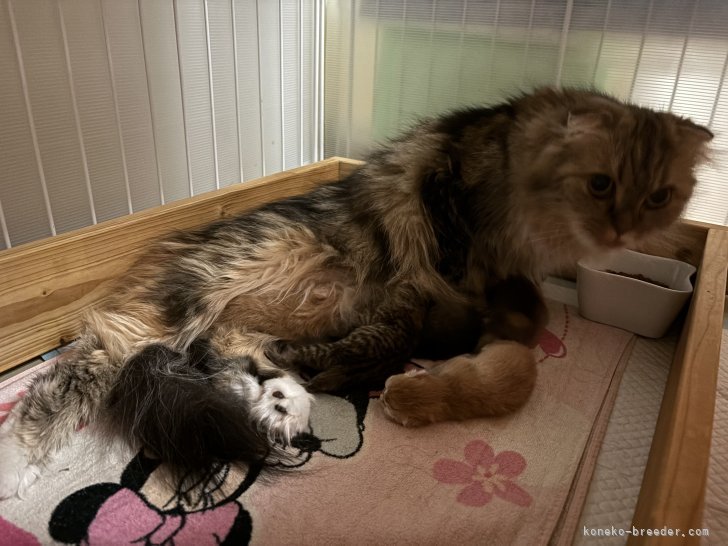 小椋茜ブリーダーのブログ：よちよち歩きに癒されます❣️